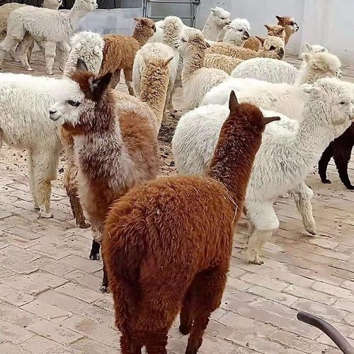 供应小羊驼价格 隆泰 出售羊驼量大优惠 出售萌宠羊驼 羊驼租赁价格