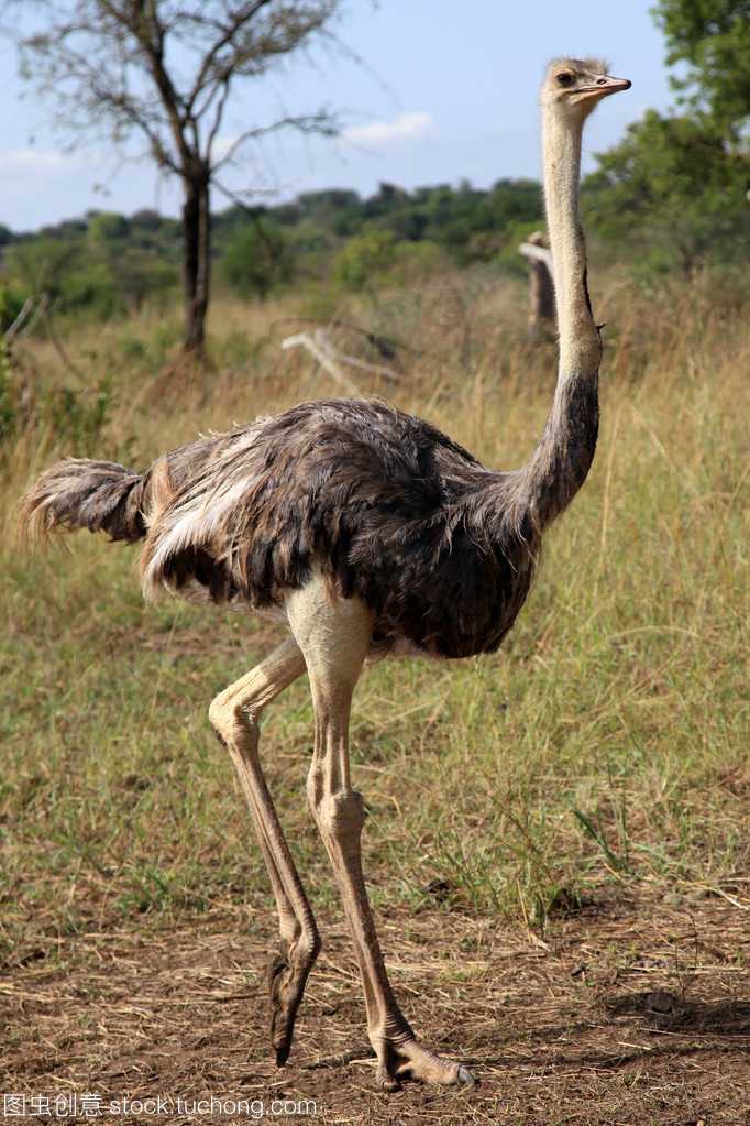 非洲鸵鸟-乌干达